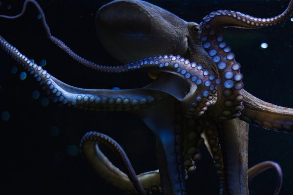 Kraken darknet зеркала кракен обход